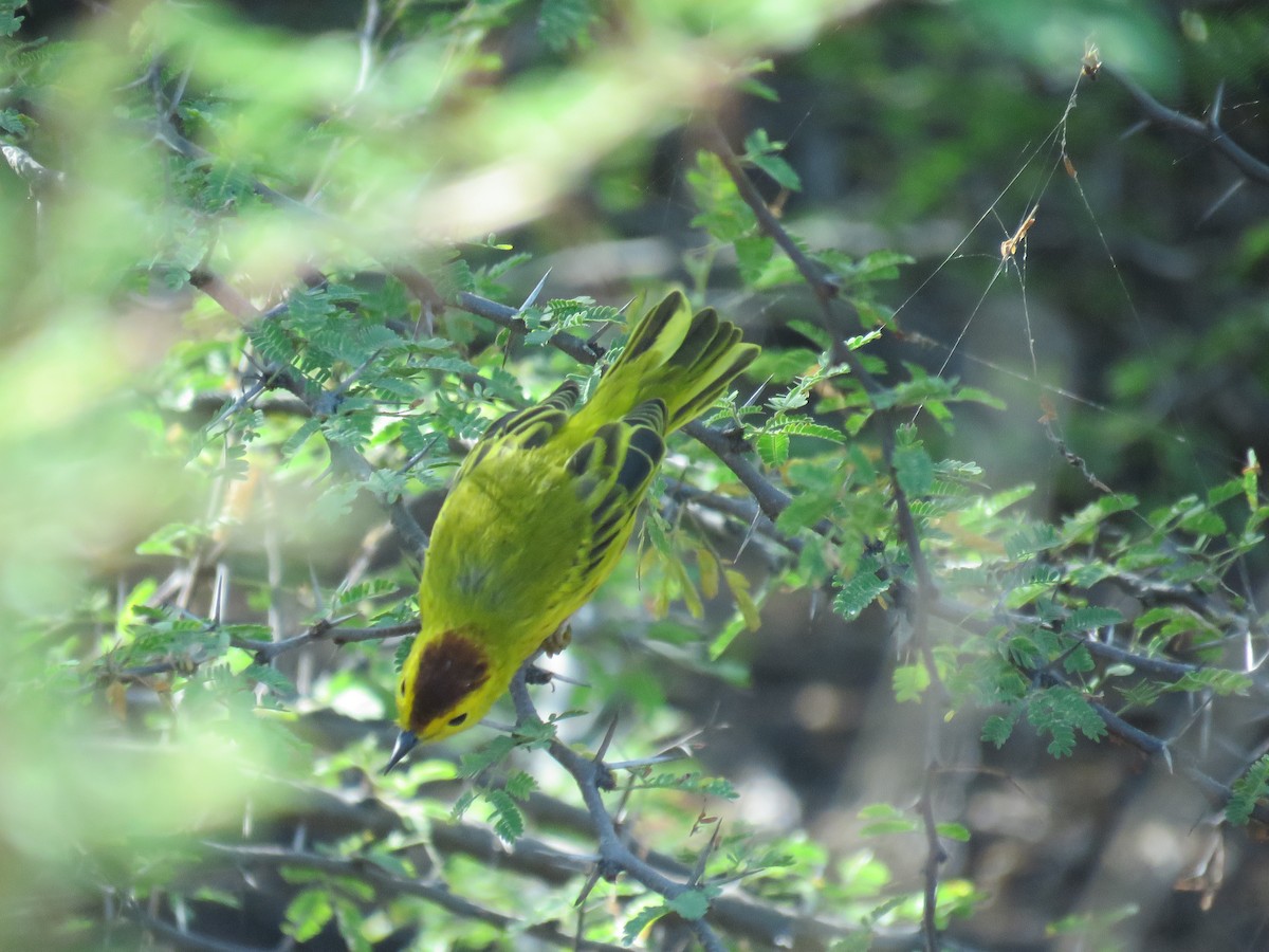 Yellow Warbler (Golden) - robert wellens
