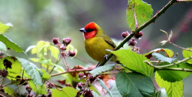 Red-headed Tanager - Rolando Chávez