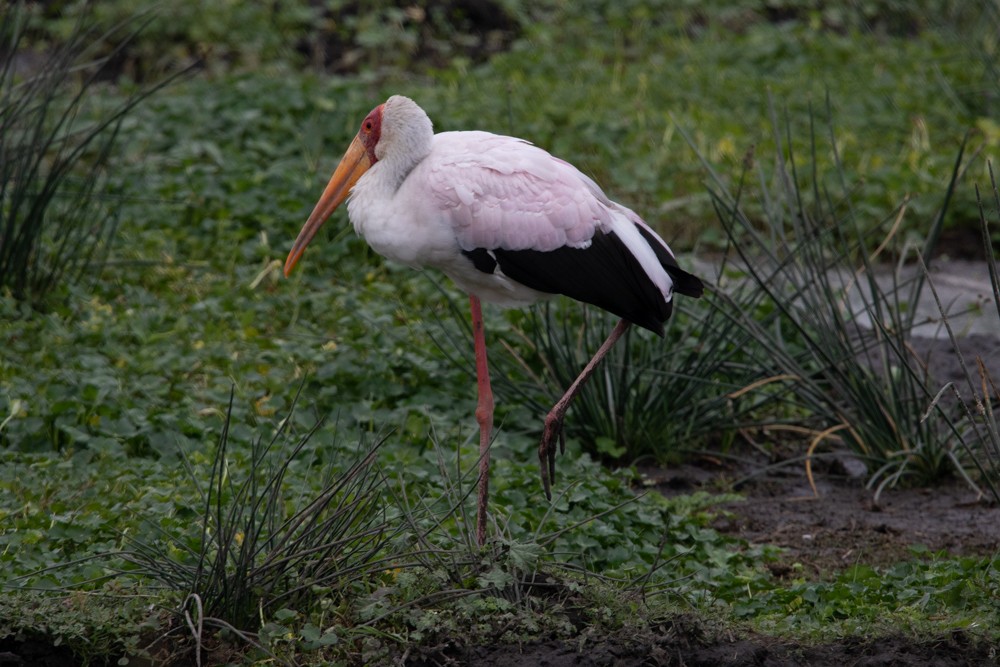 Yellow-billed Stork - Alex G.