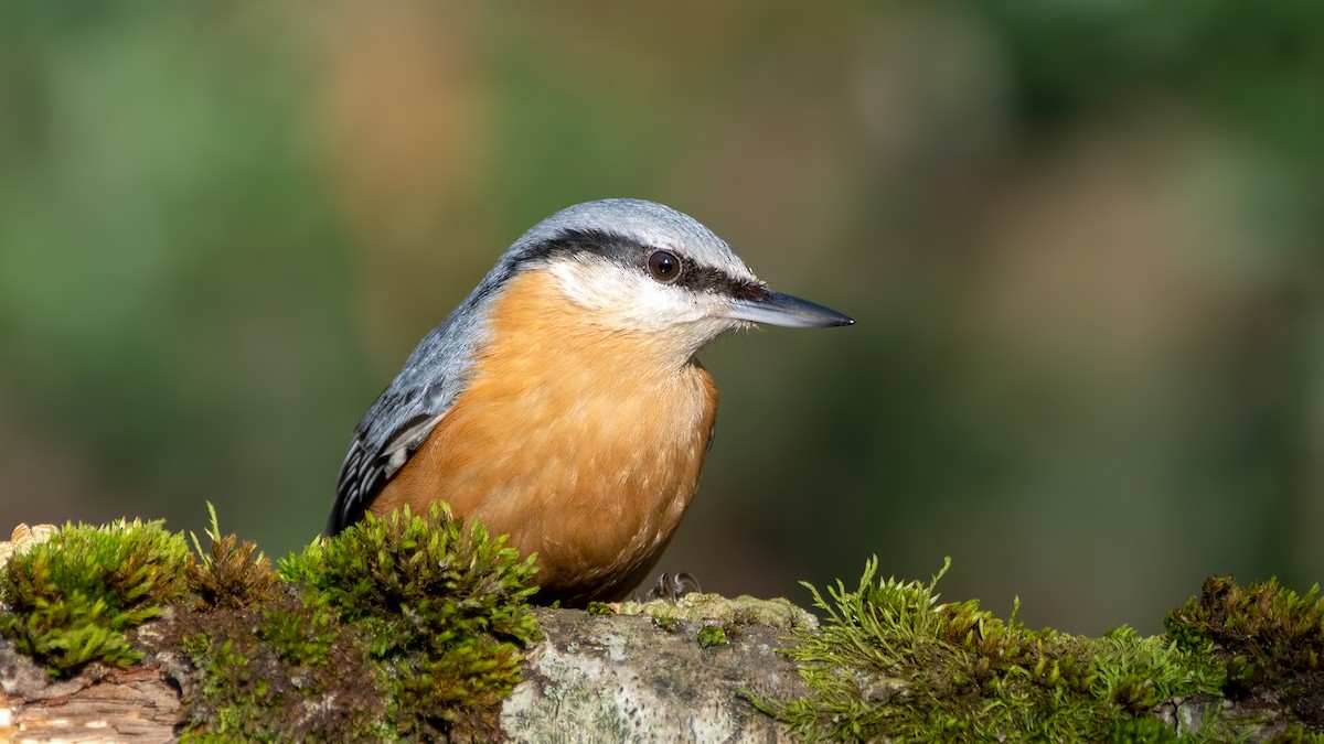 Eurasian Nuthatch - Arda Dönerkayalı