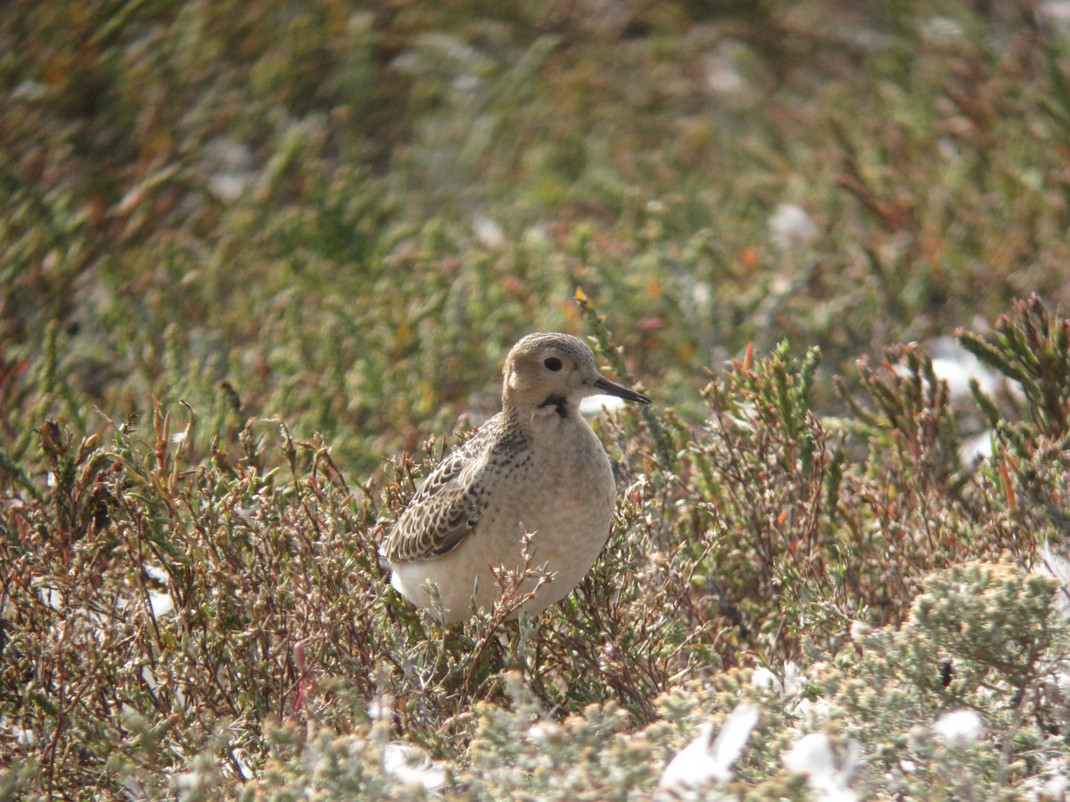 Buff-breasted Sandpiper - ML137407861