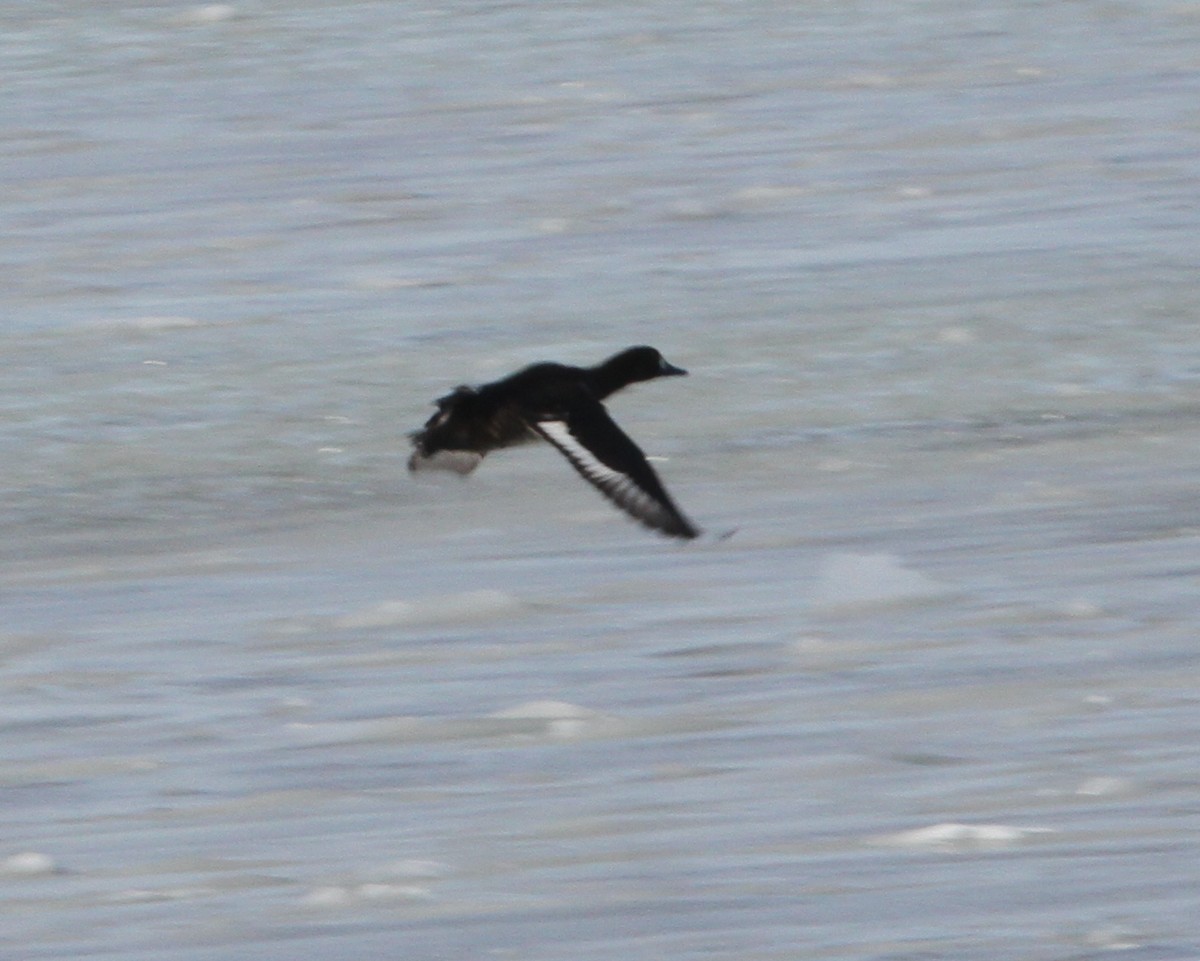 Greater Scaup - David Lambeth