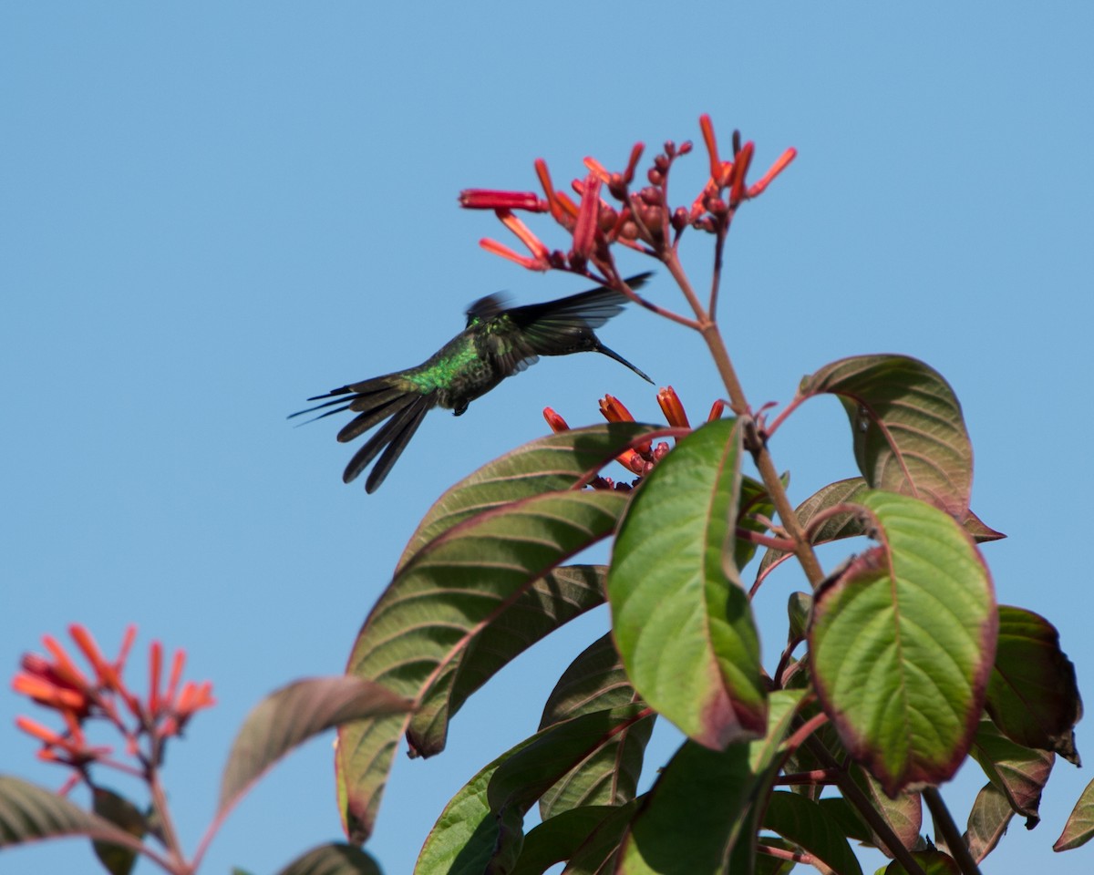 Cuban Emerald - ML137408541