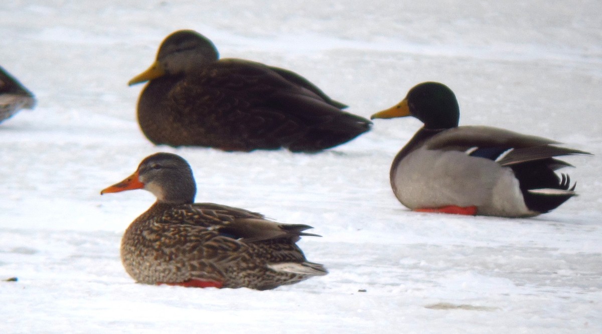 American Black Duck - ML137408901