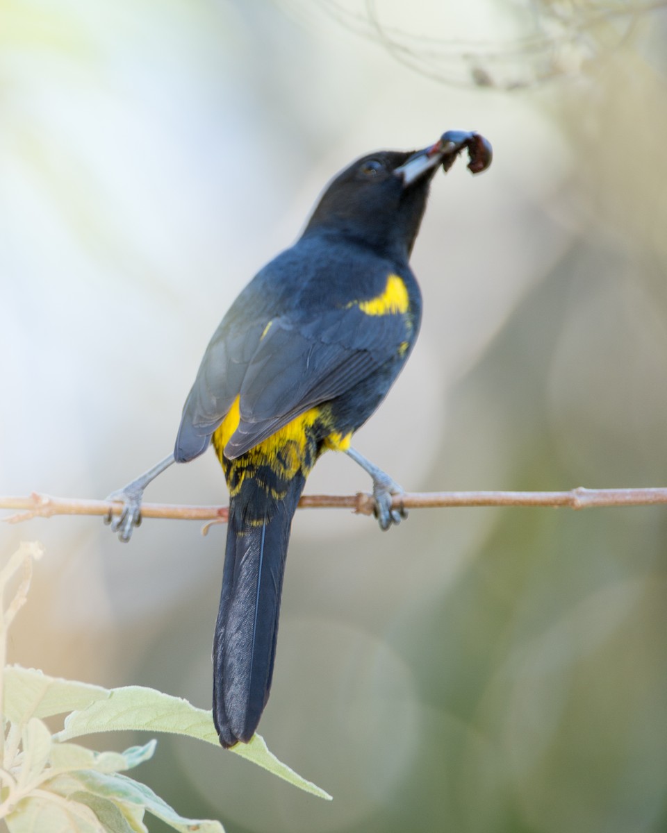 Cuban Oriole - ML137409051