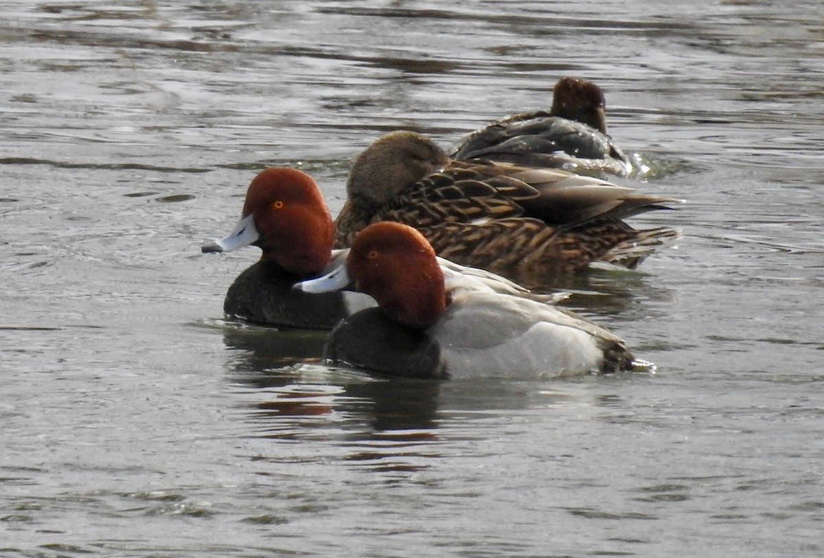 Redhead - ML137409281