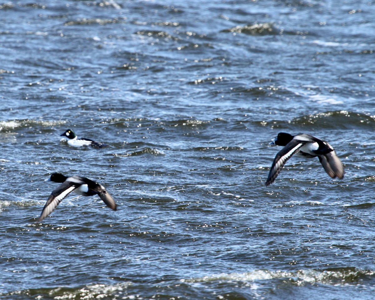 Greater Scaup - David Lambeth