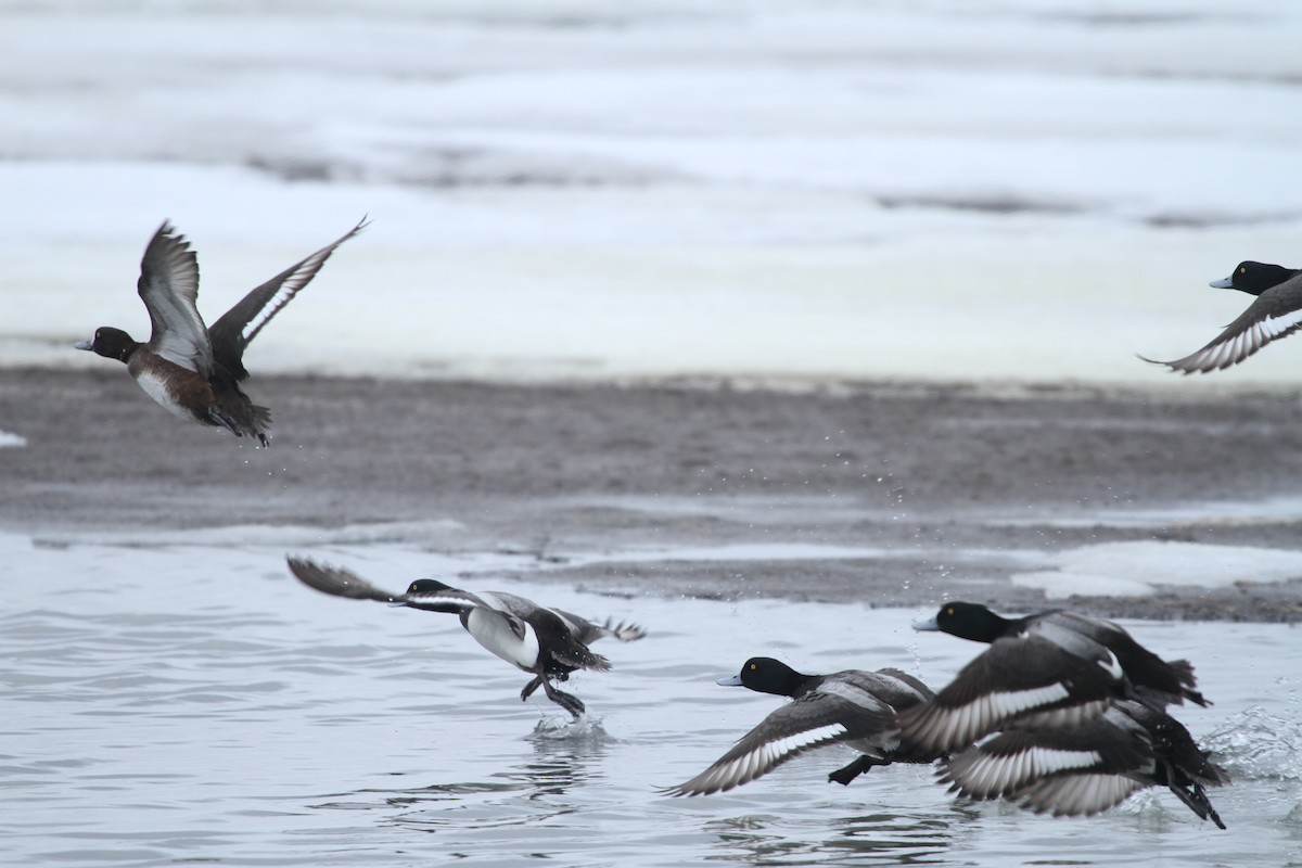 Greater Scaup - David Lambeth