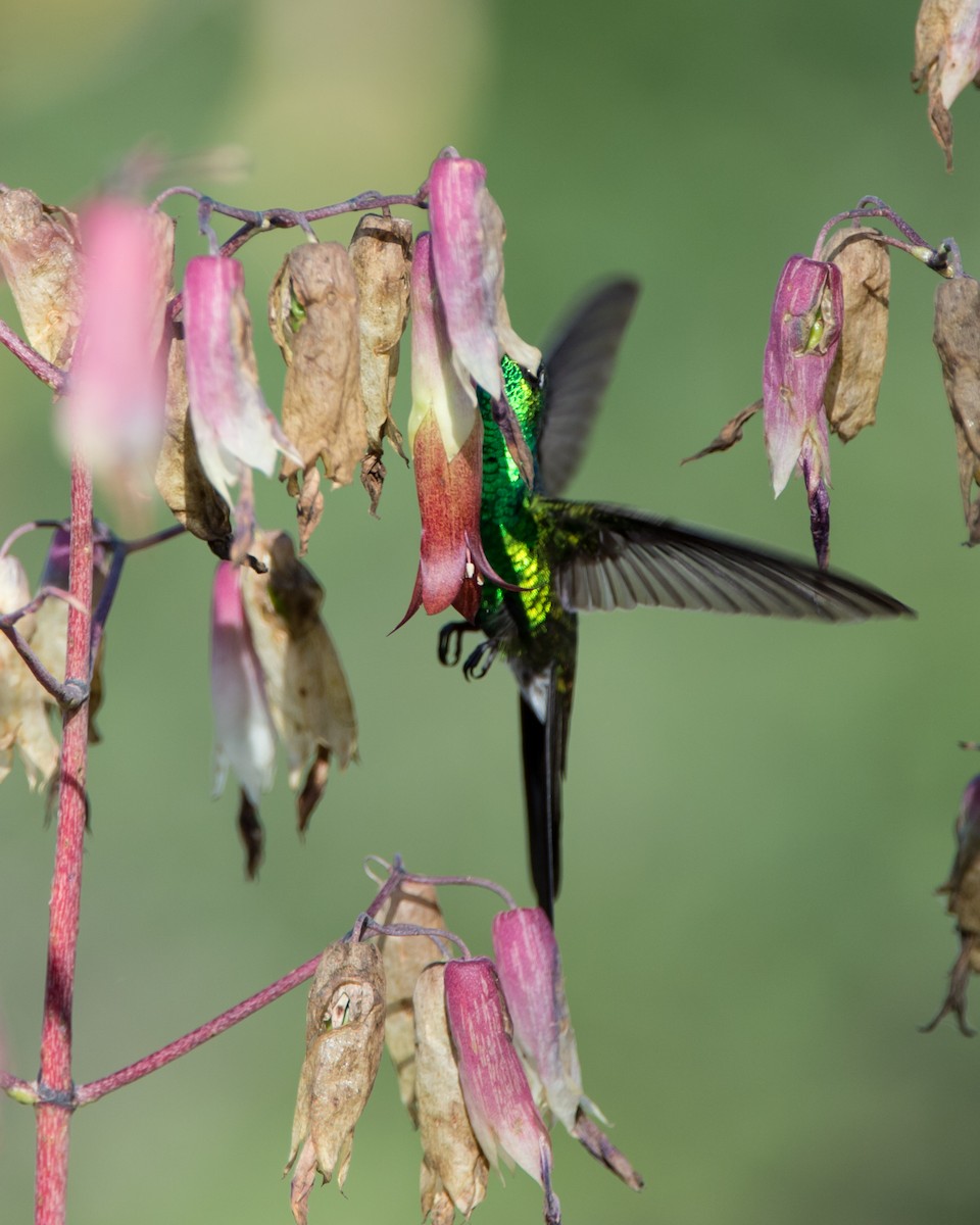 Kubasmaragdkolibri - ML137410191