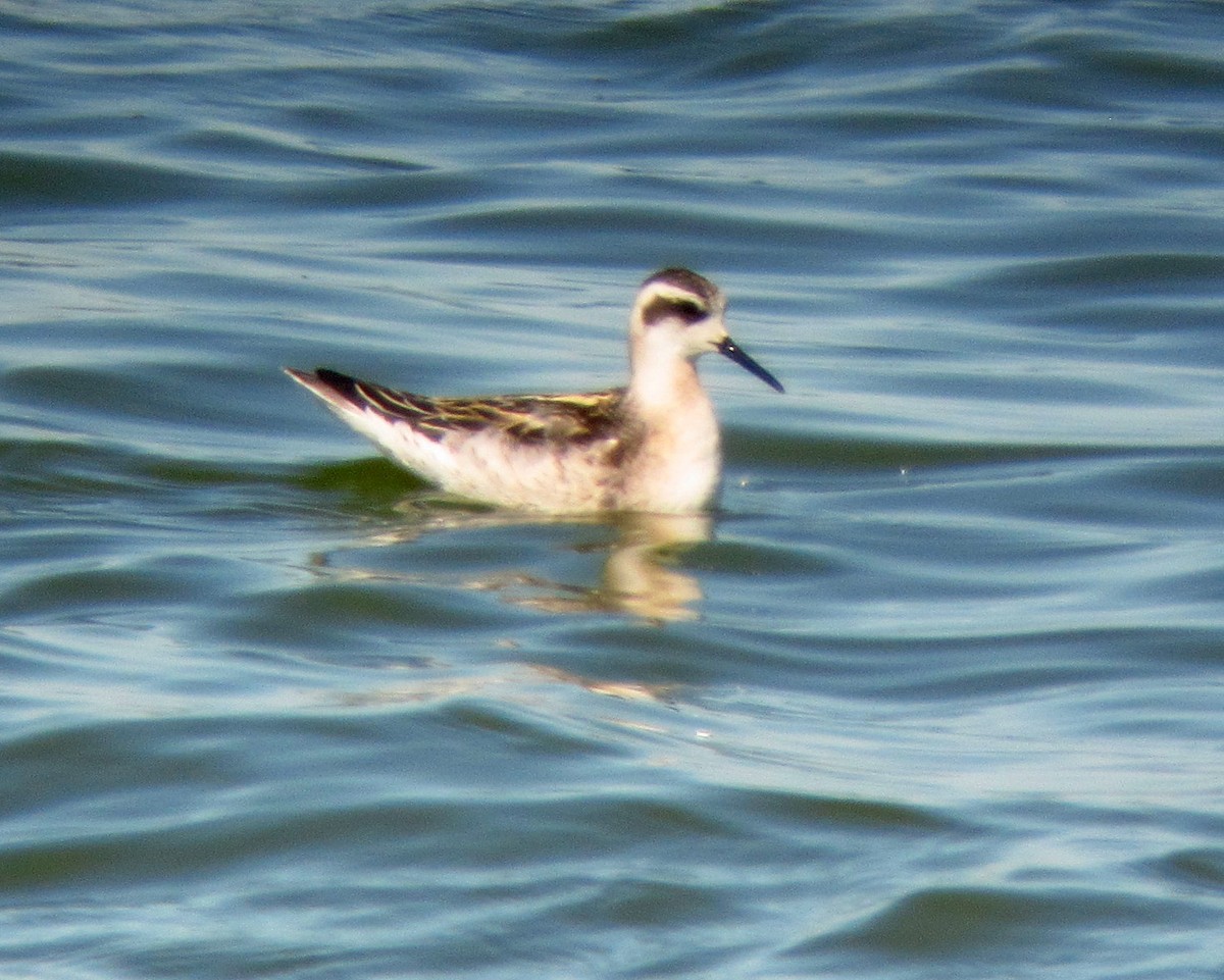 Red-necked Phalarope - ML137410301