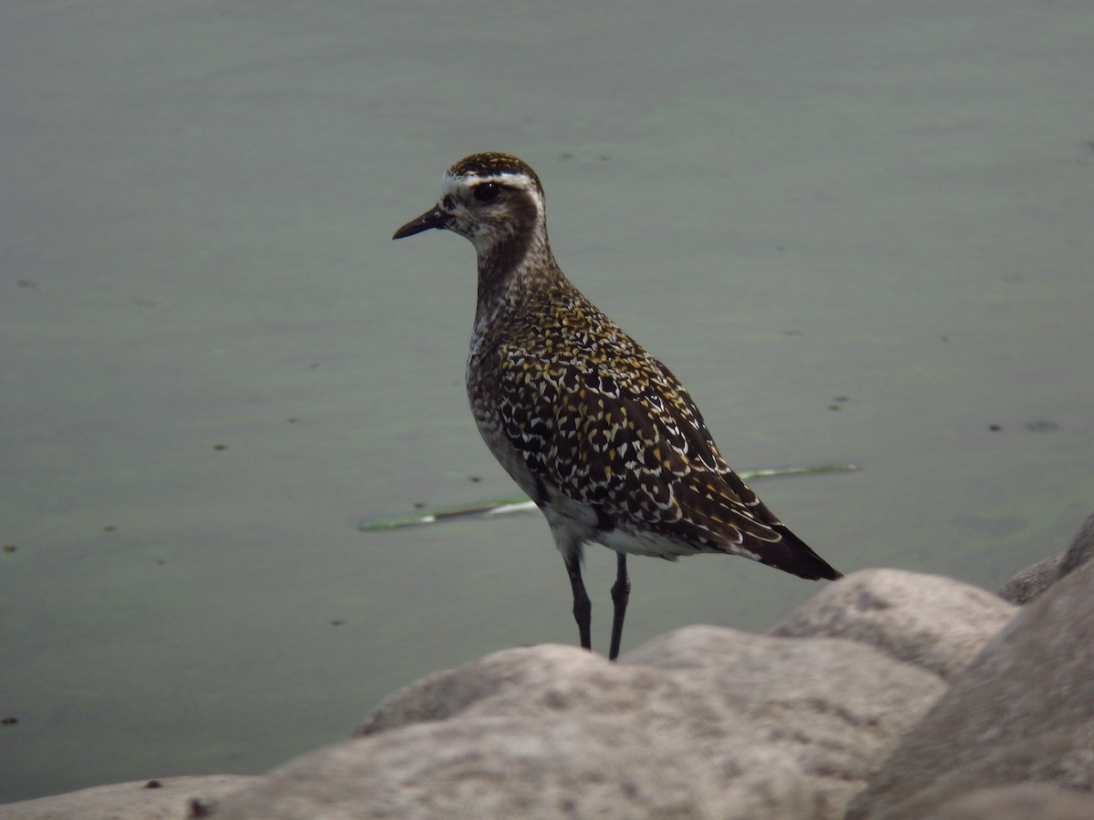 American Golden-Plover - David Lambeth