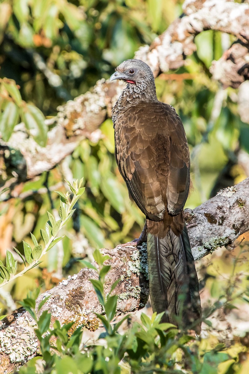 Colombian Chachalaca - ML137410831