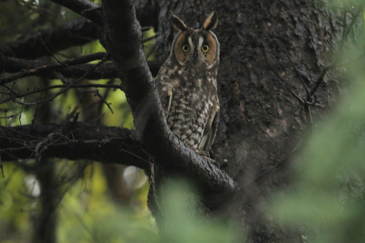 Long-eared Owl - ML137411181