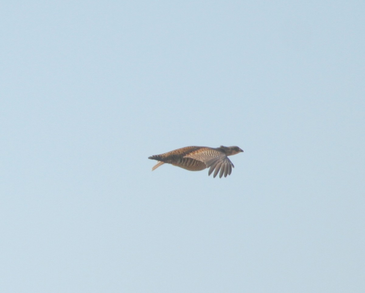 Greater Prairie-Chicken - ML137411401