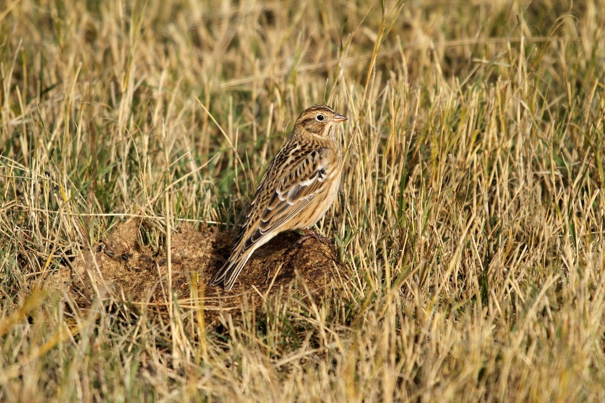 Smith's Longspur - ML137411451
