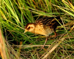 Yellow Rail - ML137412301