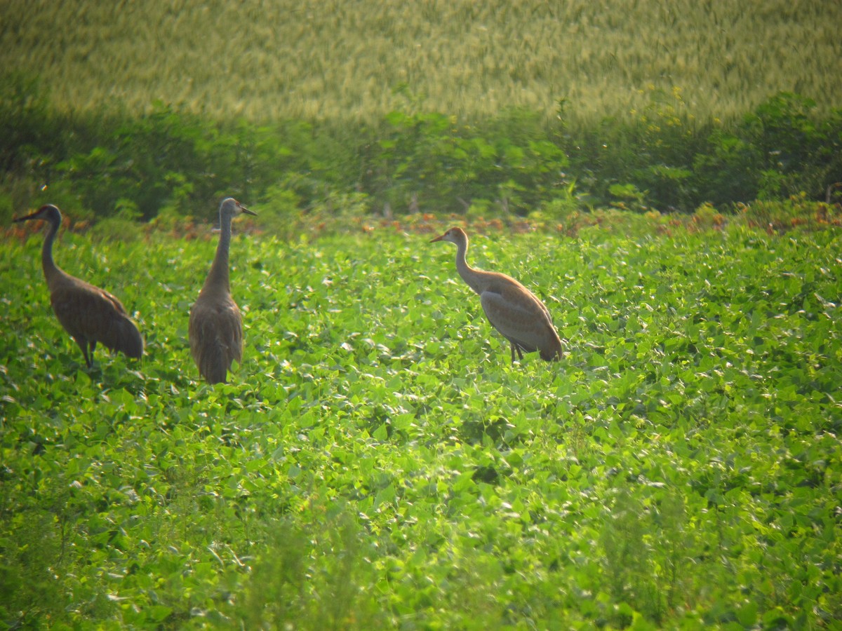 Sandhill Crane - David Lambeth