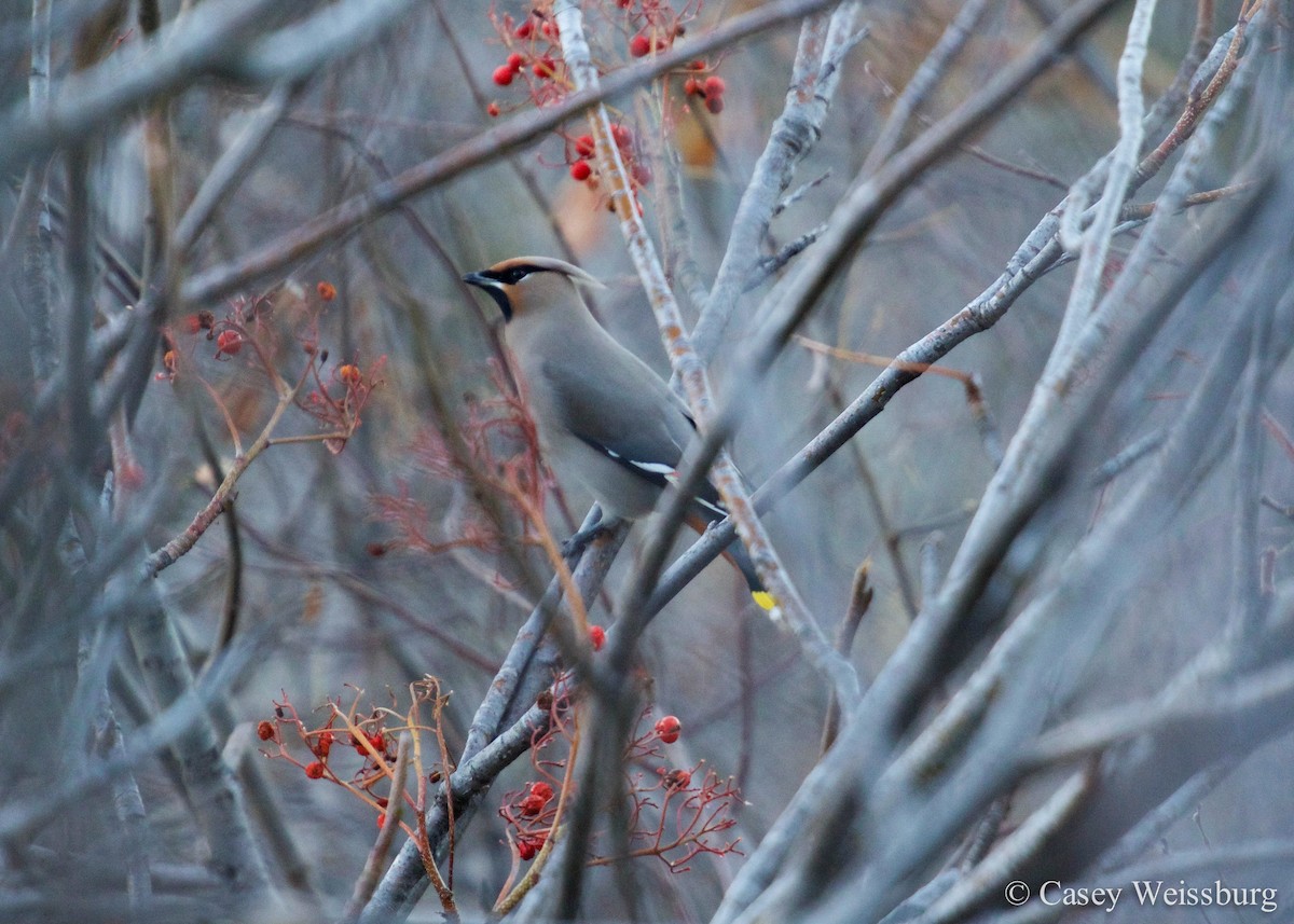 Bohemian Waxwing - ML137412411