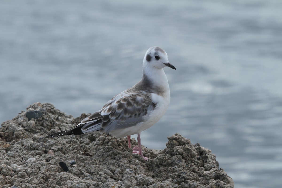 Bonaparte's Gull - David Lambeth