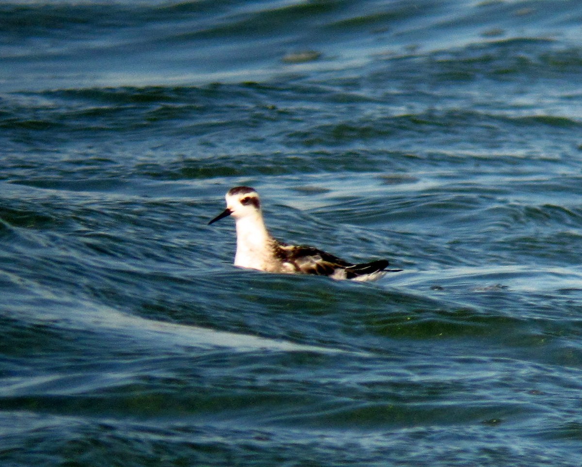 Phalarope à bec étroit - ML137412581