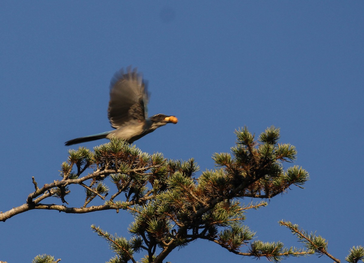 California Scrub-Jay - ML137413261