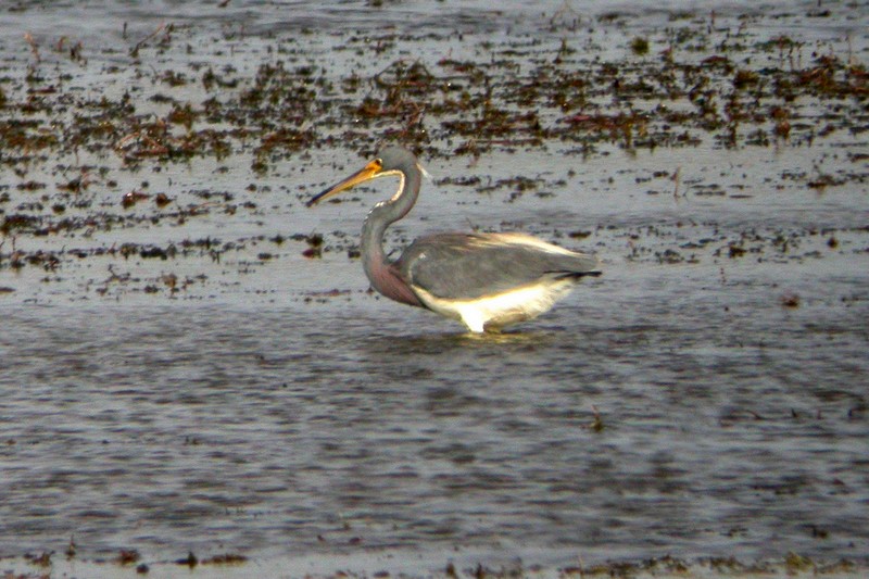 Tricolored Heron - ML137413521