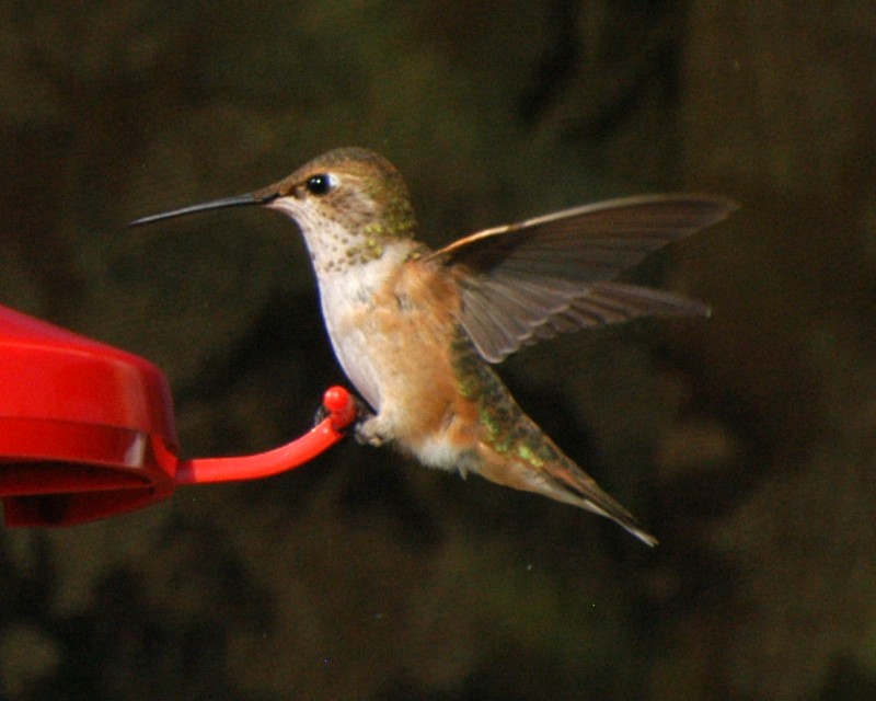 Rufous Hummingbird - ML137413731