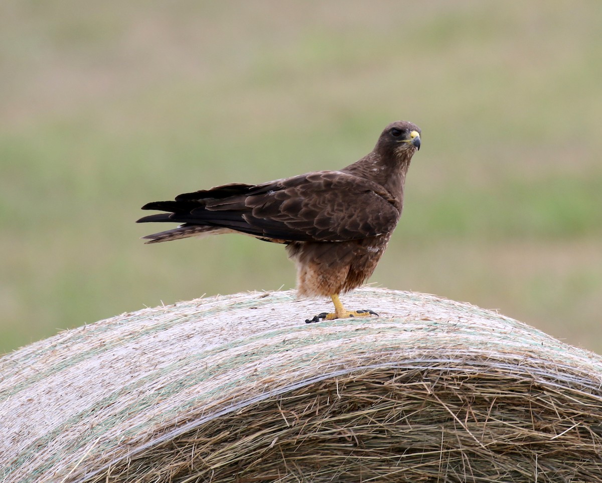 Swainson's Hawk - ML137413841