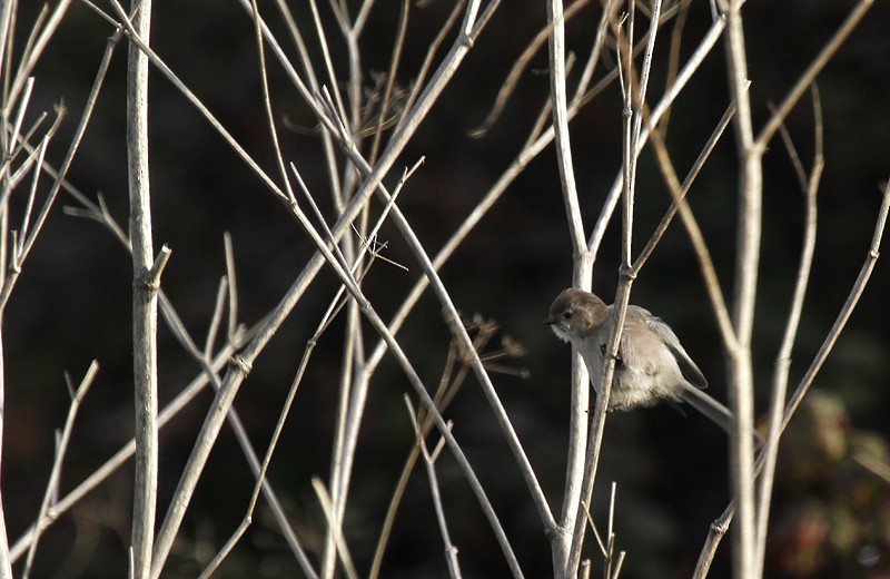 Bushtit (Pacific) - Bill Hubick