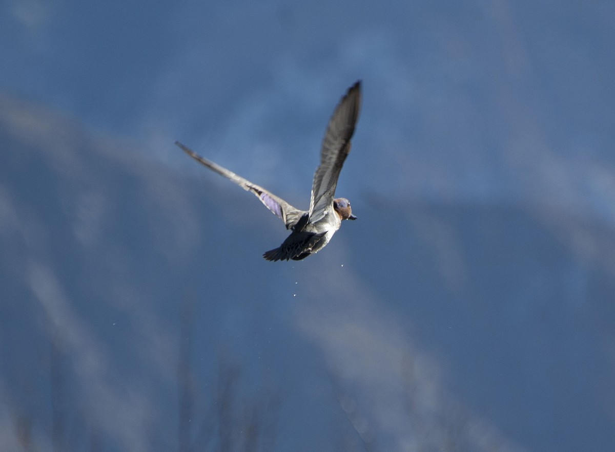 Green-winged Teal - ML137414441