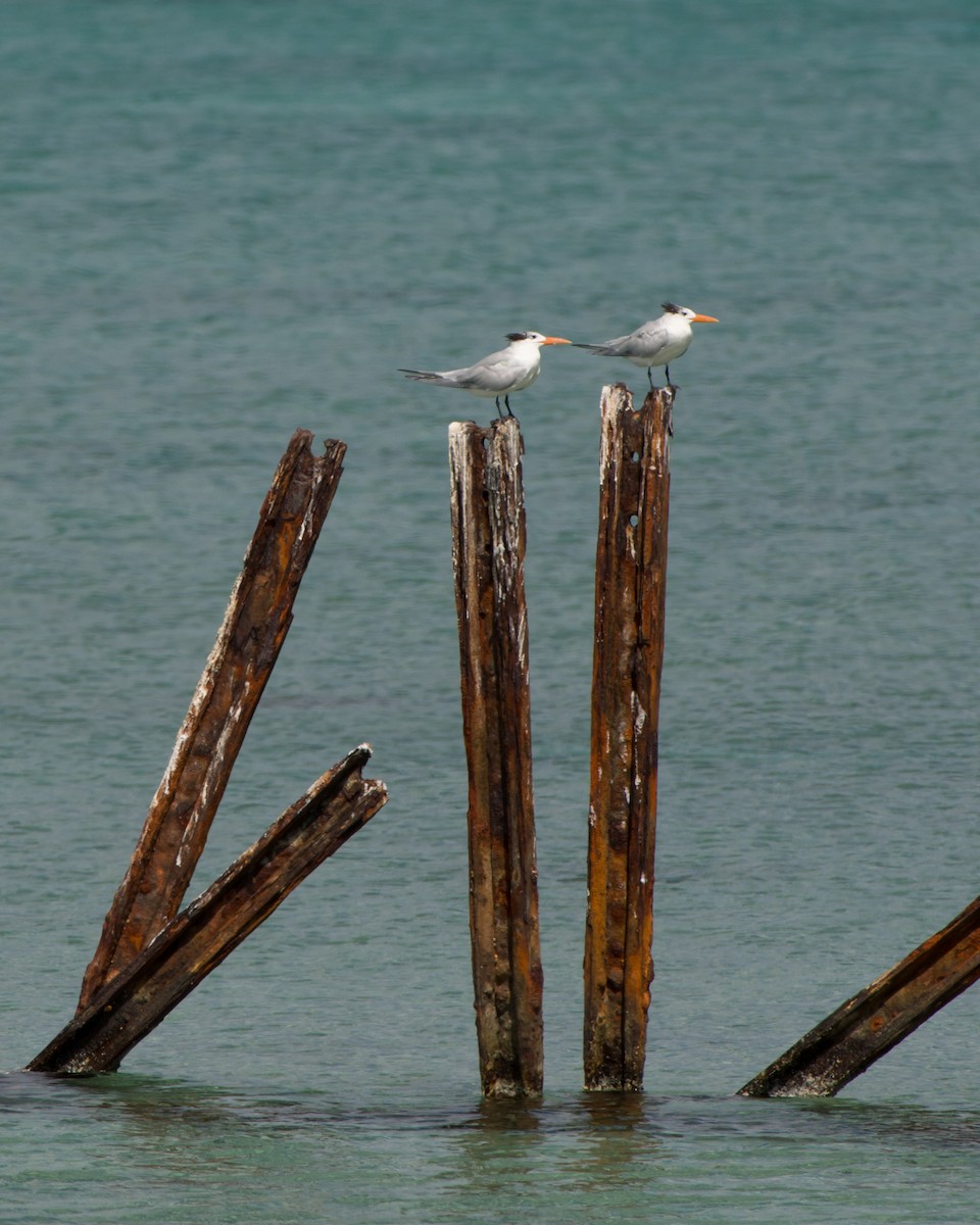 Royal Tern - ML137414871