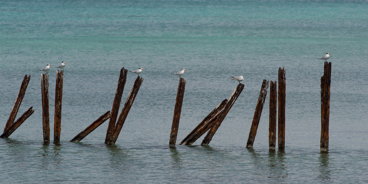 Royal Tern - ML137414891