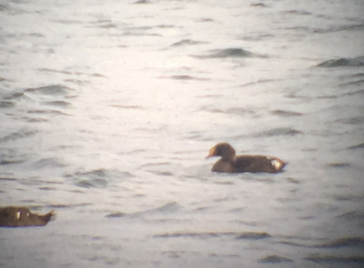 King Eider - Colin Leslie