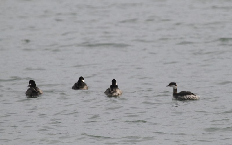 Horned Grebe - ML137416031