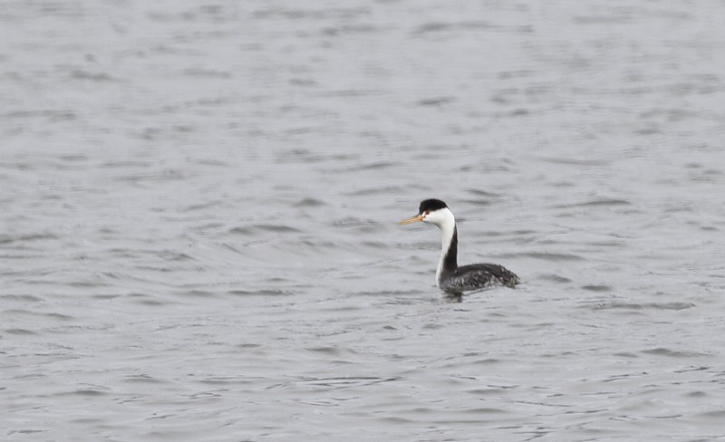 Clark's Grebe - ML137416081