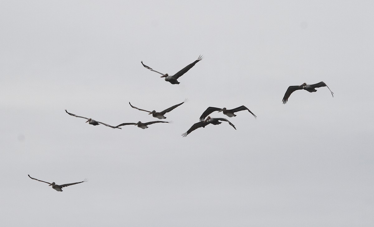 Brown Pelican (California) - ML137416301