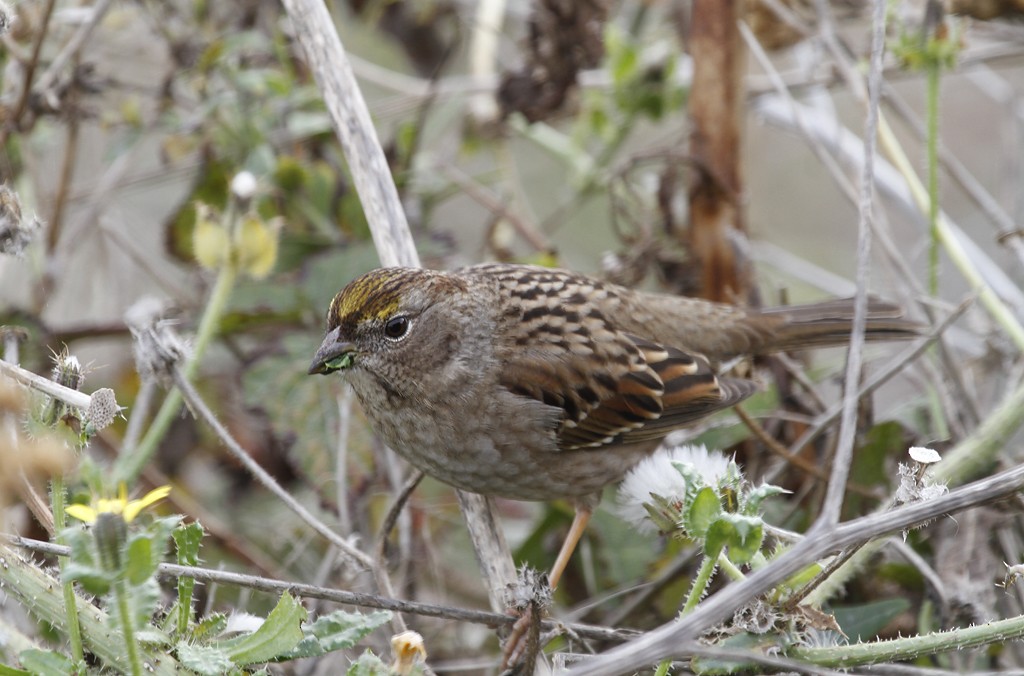 Golden-crowned Sparrow - Bill Hubick