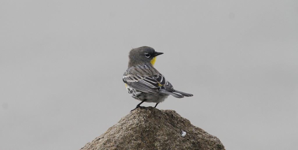 Yellow-rumped Warbler (Audubon's) - ML137416451