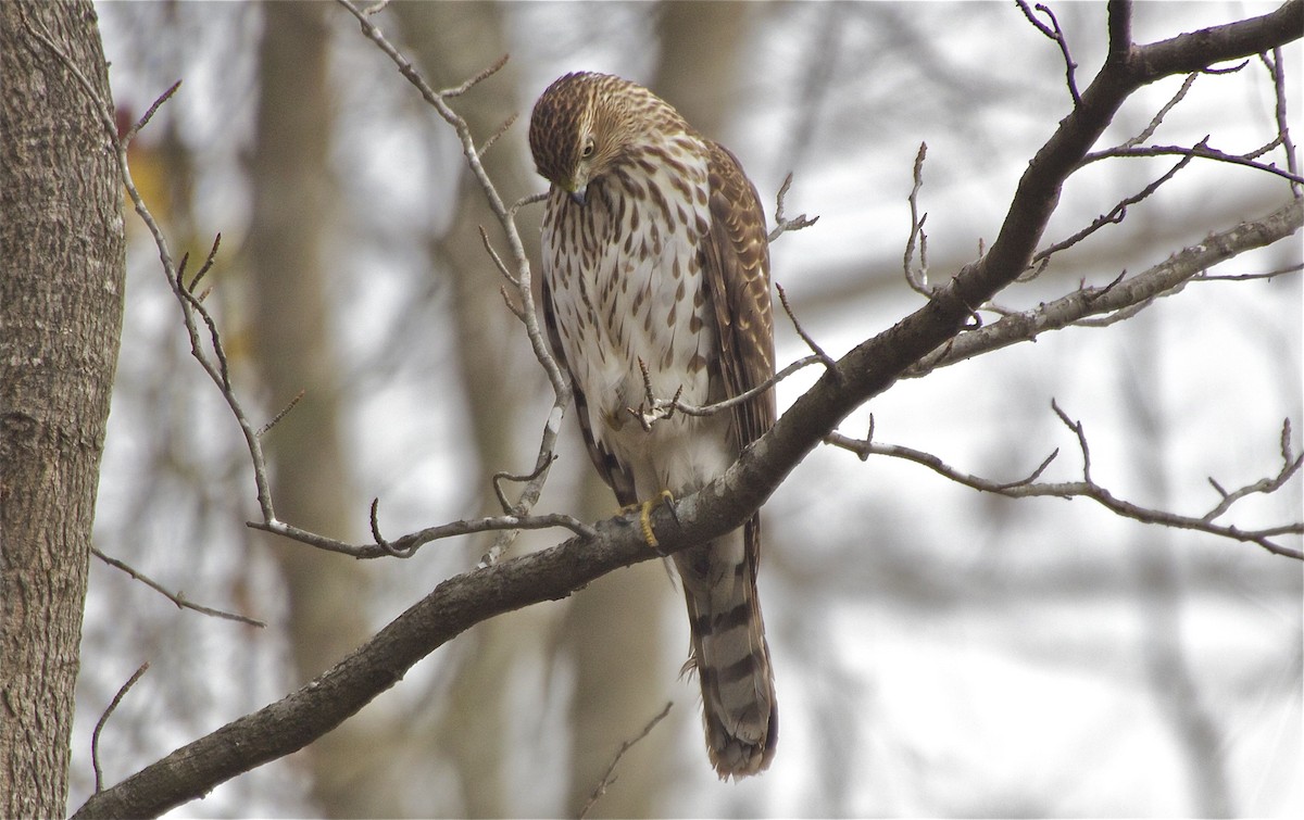 Cooper's Hawk - Nathan Farnau