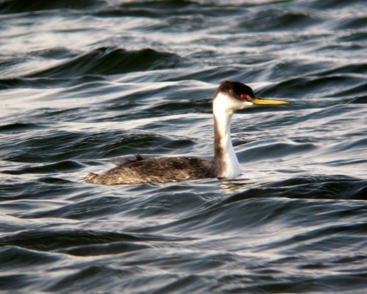 Western Grebe - ML137418931