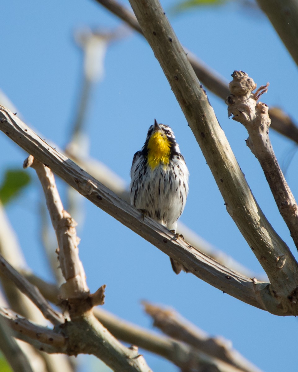 Yellow-throated Warbler - ML137419891