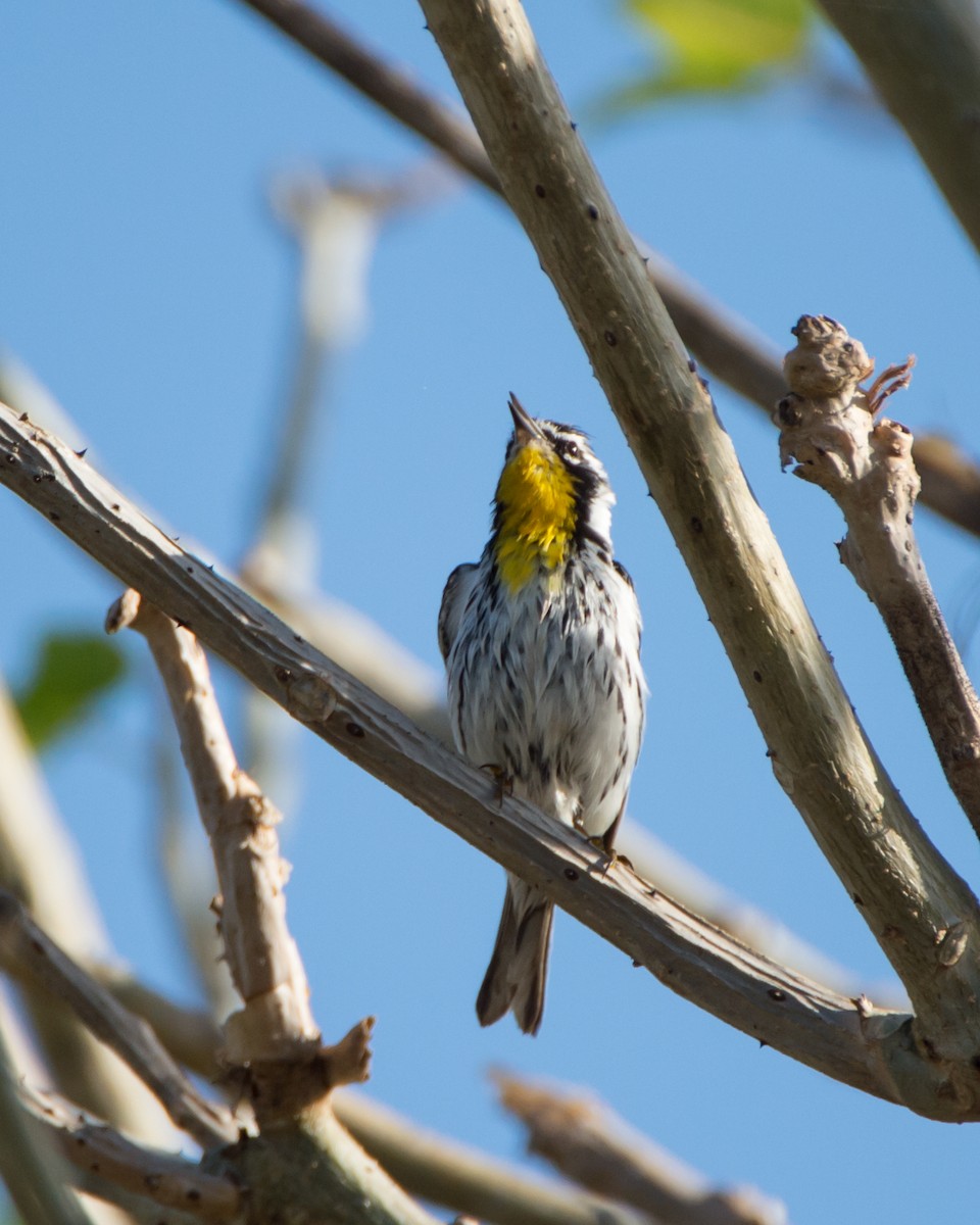 Yellow-throated Warbler - ML137419901