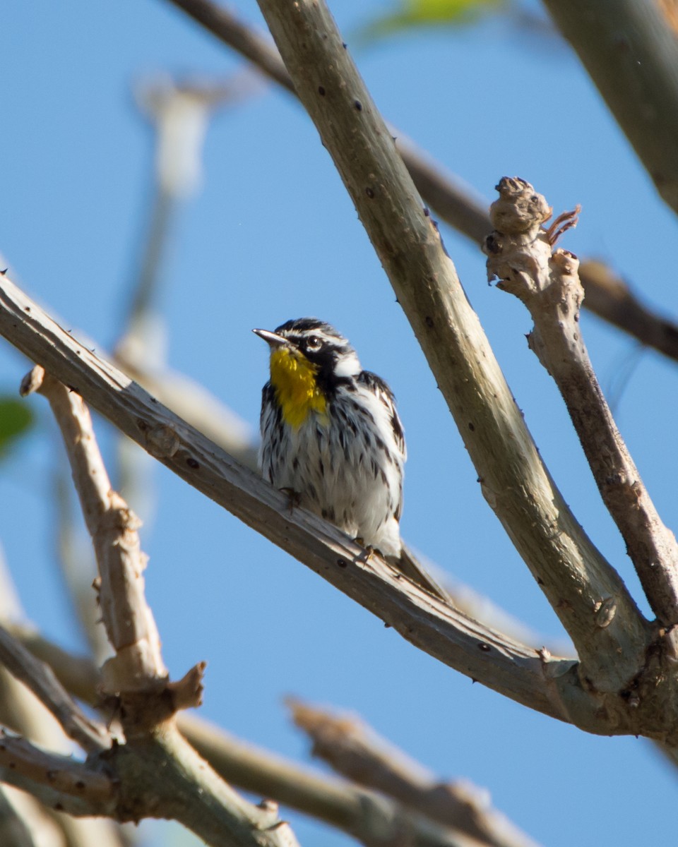 Yellow-throated Warbler - ML137419911