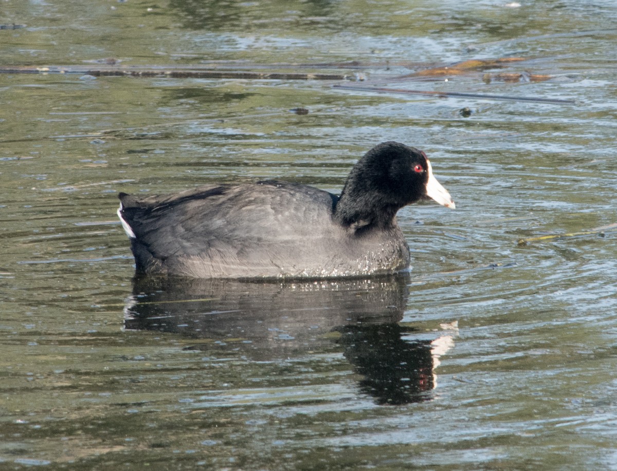 American Coot - ML137420811