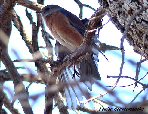 Western Bluebird - Louise Courtemanche 🦅