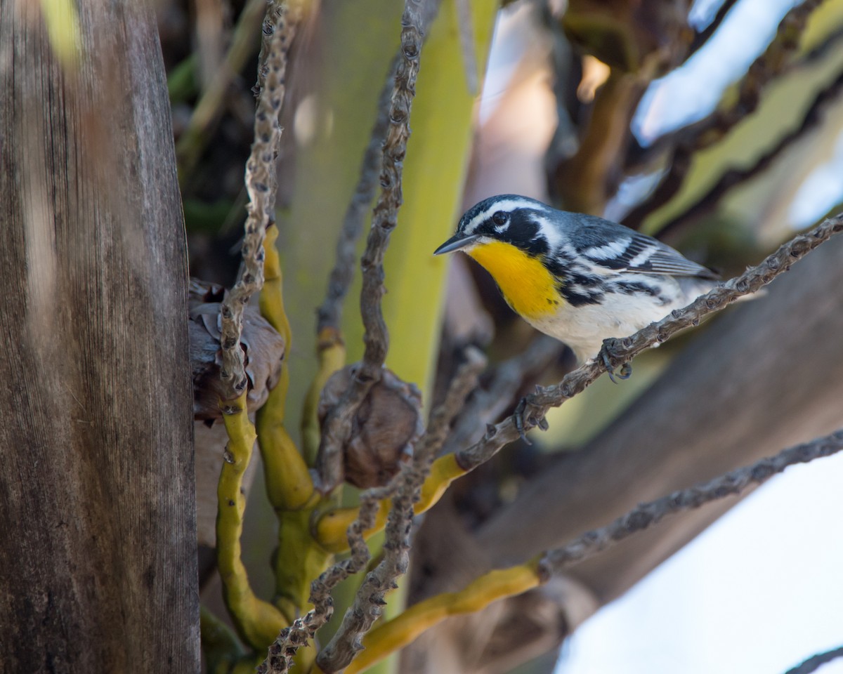 Yellow-throated Warbler - ML137422391