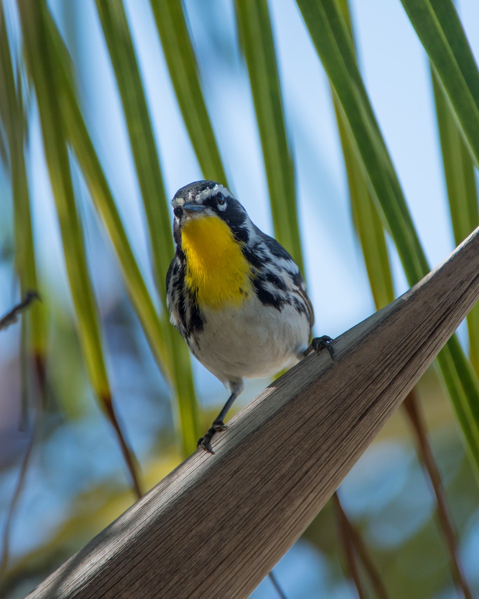 Yellow-throated Warbler - Hank Davis