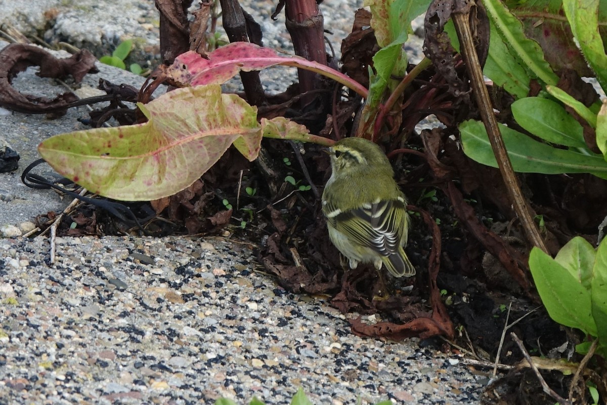 Yellow-browed Warbler - Daniel König