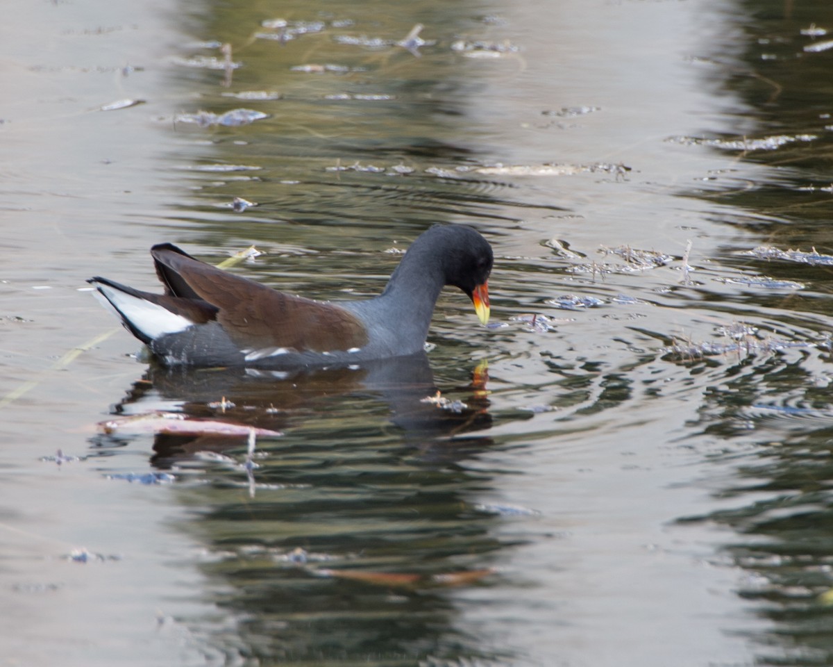 Common Gallinule - ML137424221