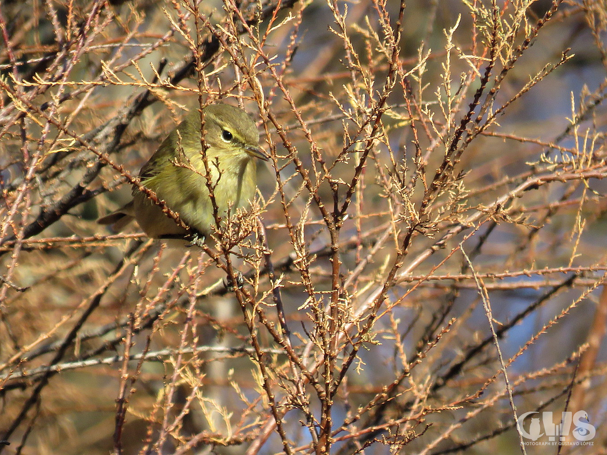 Common Chiffchaff - ML137424331